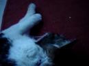 眠りネコ動画