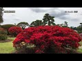 2016.4.21撮影 今日の偕楽園(ツツジの開花状況) 4K 開花状況