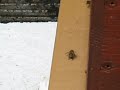 Bees flight ! Bees flight !