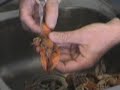 Yabbie preparation - Seafood Platter
