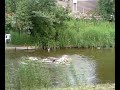 snoekduik snoekduik