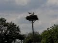 Jonge ooievaar doet vliegoefeningen.
