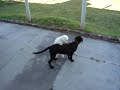 Un caniche y una mision imposible, hacerle el amor a una labradora de 5 meses 3 veces mas grande que el. 