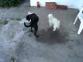 Benito caniche, Kimey labradora - 