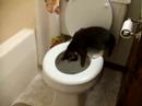 Prophet and the Toilet