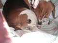 THE AMAZING BIRTH OF COCO\