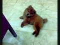 Cookie catches her own tail