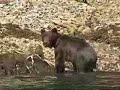 Brown Bear on Alaska\
