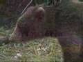 Brown Bear on Alaska's Admiralty Island - amsafari.com