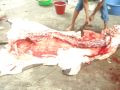 matanza de un toro.MPG