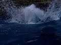Dolphin show at 300fps pt. 1