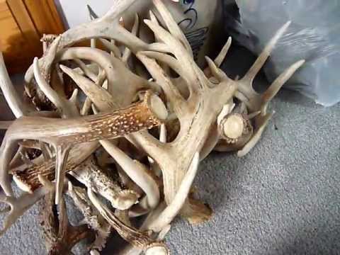 how to collect shed antlers