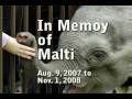 Baby elephant Malti video from Calgary Zoo (in memory of)