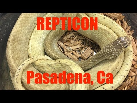 YouTube reptile video