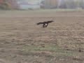 deer hunting with a bird deer hunting with a bird