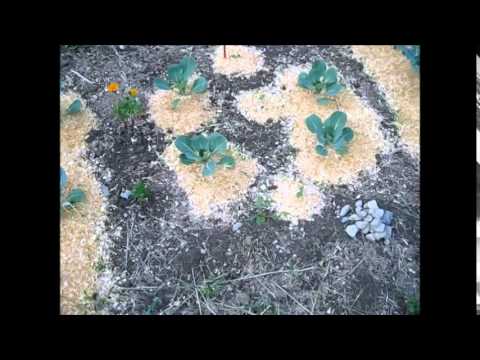 how to fertilize through mulch