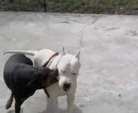 dogo