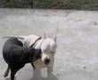 Dobermann and Dogo play !!