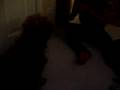 videos de brownie, part 1