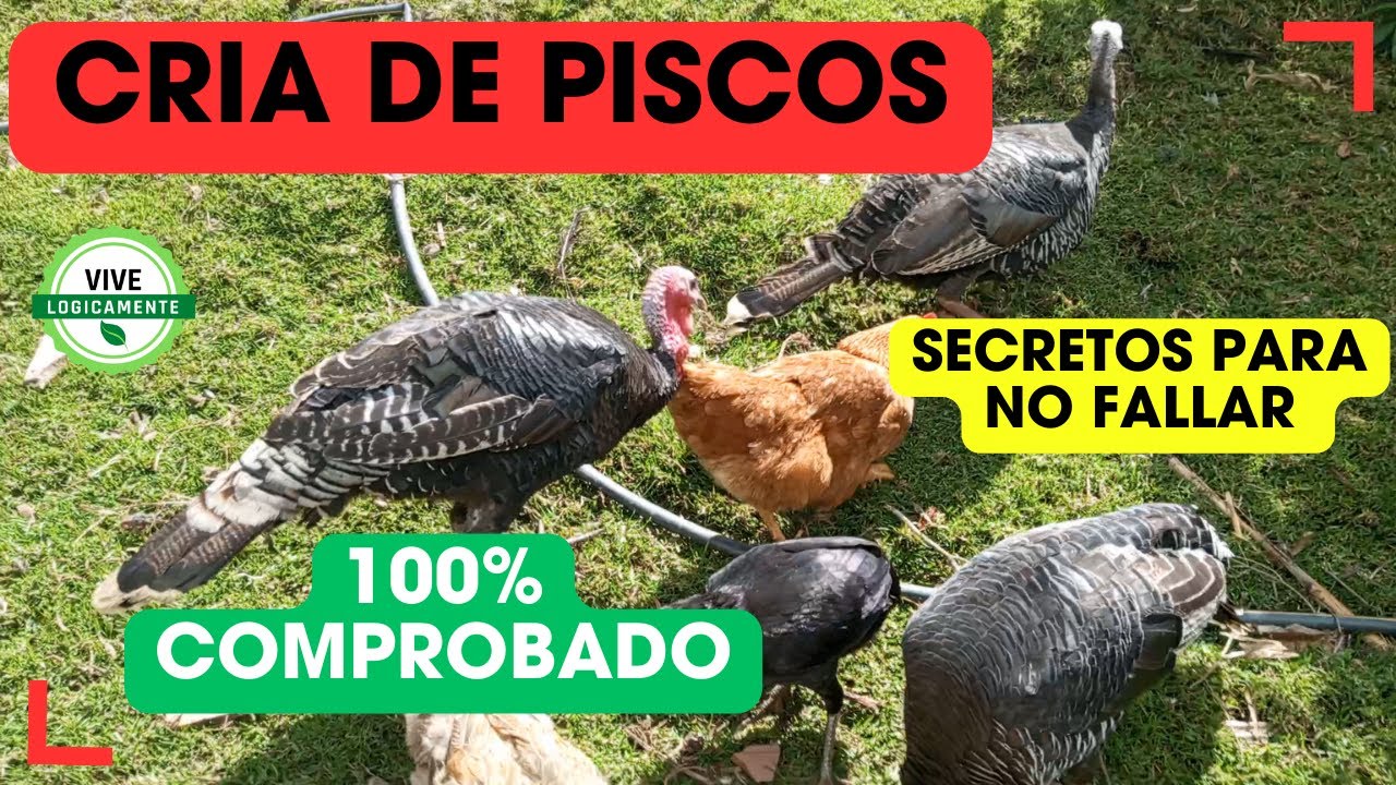 Secretos Revelados: Cómo Criar Piscos de Forma Exitosa