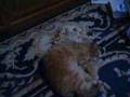 Iron Maiden's secret kitty subliminal messages 