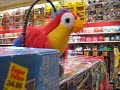 talking parot talking parot