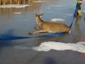 Saving Deer off of ice