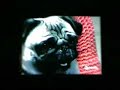 Plugged In Pug(AFV)