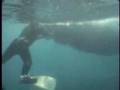 Whale Escape