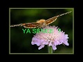 Aşk nedir sence ?