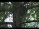 Barred Owl