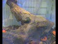 Time lapse roaches