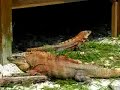 Spiney Tailed Iguanas on Boca Grande Spiney Tailed Iguanas on Boca Grande