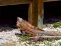 Spiney Tailed Iguanas on Boca Grande