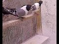 2008 akhisar g�vercin festivali mavi karanfil ?ampiyonu.mp4