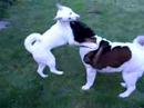 Akitas play fight