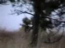 Muledeer Hunting Montana
