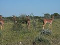 Springboks Springboks