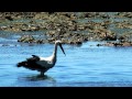 Vögel der Ria Formosa
» Vogelbeobachtung an der Algarve