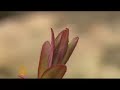 Bush oil plan targets Arcitc refuge - 22 June 2008