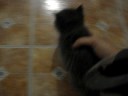 minouuu