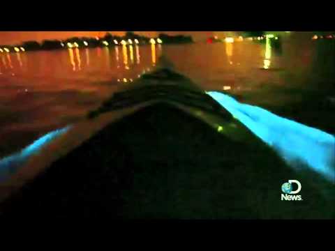 bio luminescence - Multiple videos of bioluminescent waves off the coast of California have us wondering: What kind of otherworldly phenomenon is this? To find out, Jorge Ribas...