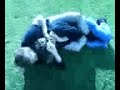 Rear naked Choke Ol vs Josh