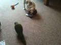 Montaz & Naomi Conure Parrot Echo shows Cavalier puppy dog Willow who's boss