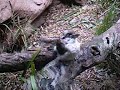 Taronga Zoo, Sydney, Australia, Part 3
