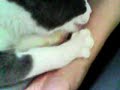 like a kitten...