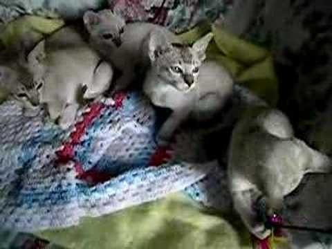TONKINESE