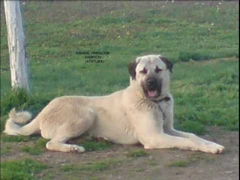 Qeni+i+sharrit+vs+pitbull