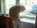 koochi koo^..^