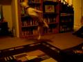 videos de Yoda Flips